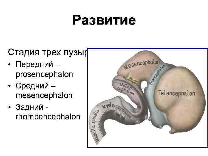 Развитие Стадия трех пузырей • Передний – prosencephalon • Средний – mesencephalon • Задний