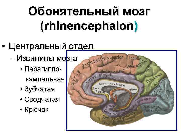 Обонятельный мозг (rhinencephalon) • Центральный отдел – Извилины мозга • Парагиппокампальная • Зубчатая •