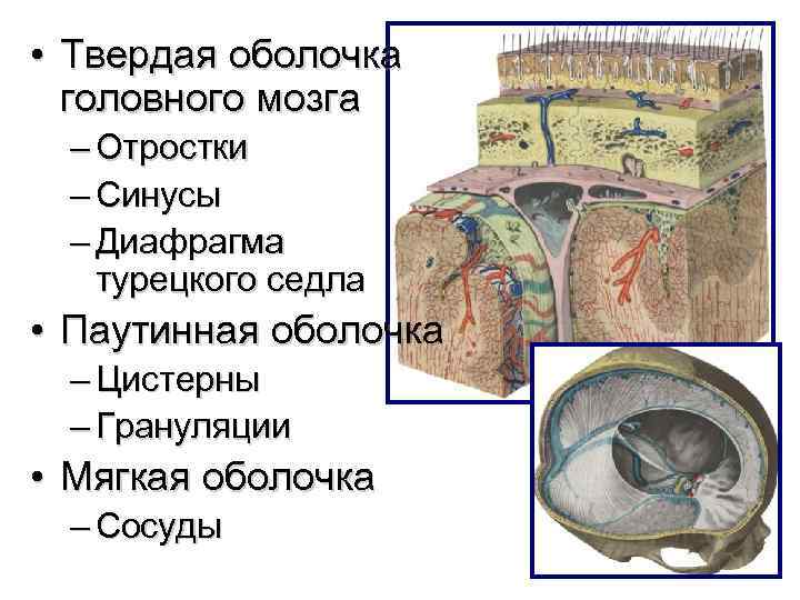 Цистерны оболочек мозга