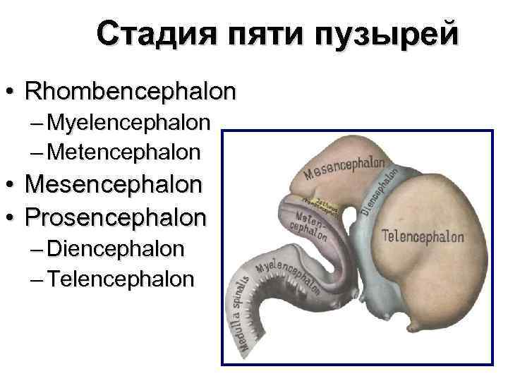 Стадия пяти мозговых пузырей. Mesencephalon Metencephalon. Rhombencephalon анатомия. На стадии 3 мозговых пузырей из rhombencephalon. Полость rhombencephalon.