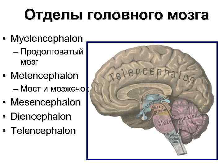 Функции продолговатого моста головного мозга