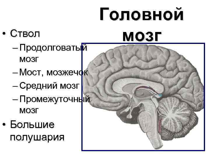 Функции продолговатого мозга моста мозжечка