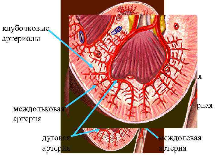 клубочковые артериолы почечная артерия междольковая артерия дуговая артерия сегментарная артерия междолевая артерия 