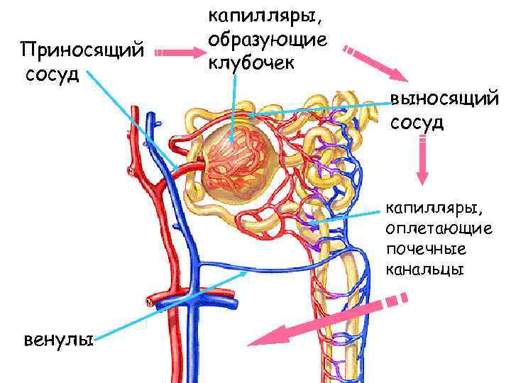 Выносящая артерия