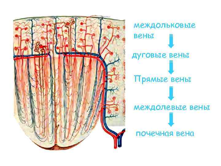 междольковые вены дуговые вены Прямые вены междолевые вены почечная вена 