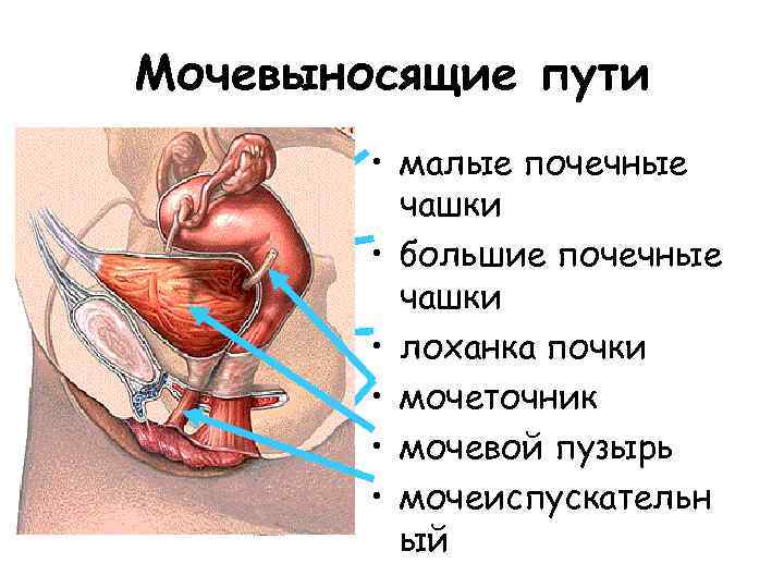 Мочевыносящие пути • малые почечные чашки • большие почечные чашки • лоханка почки •