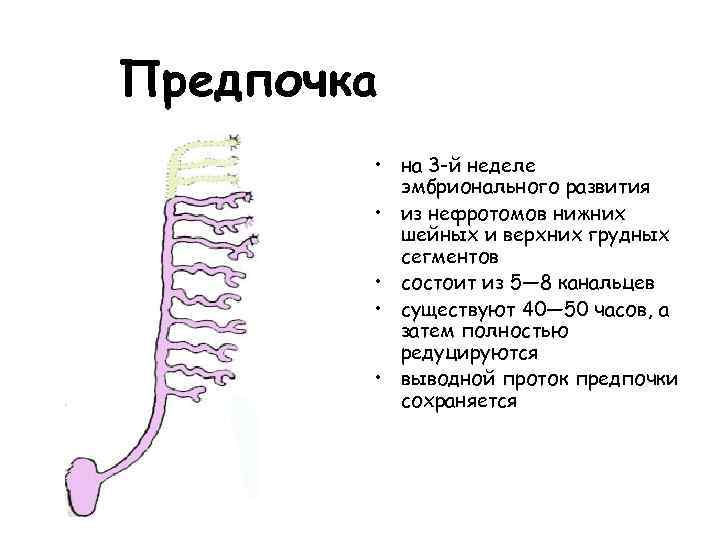 Сегменты состоят из