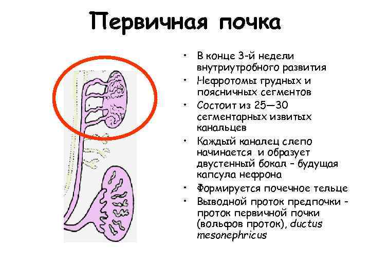 Анатомия план изучения