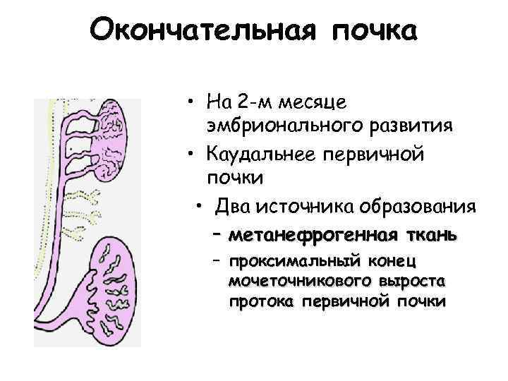 Окончательная почка metanephros • На 2 -м месяце эмбрионального развития • Каудальнее первичной почки