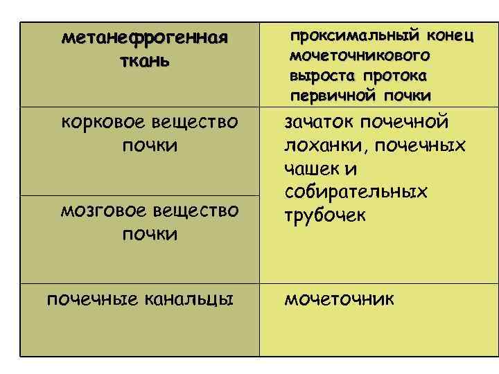 метанефрогенная ткань корковое вещество почки мозговое вещество почки почечные канальцы проксимальный конец мочеточникового выроста