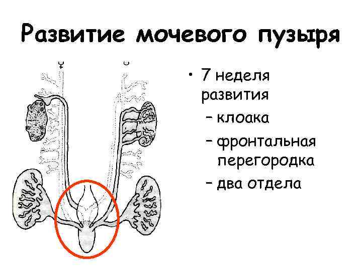 Развитие мочевого пузыря • 7 неделя развития – клоака – фронтальная перегородка – два