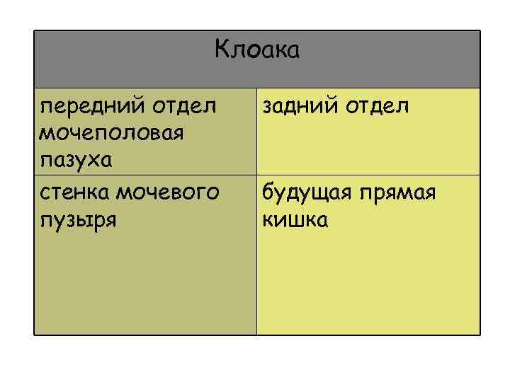 Клоака передний отдел мочеполовая пазуха стенка мочевого пузыря задний отдел будущая прямая кишка 