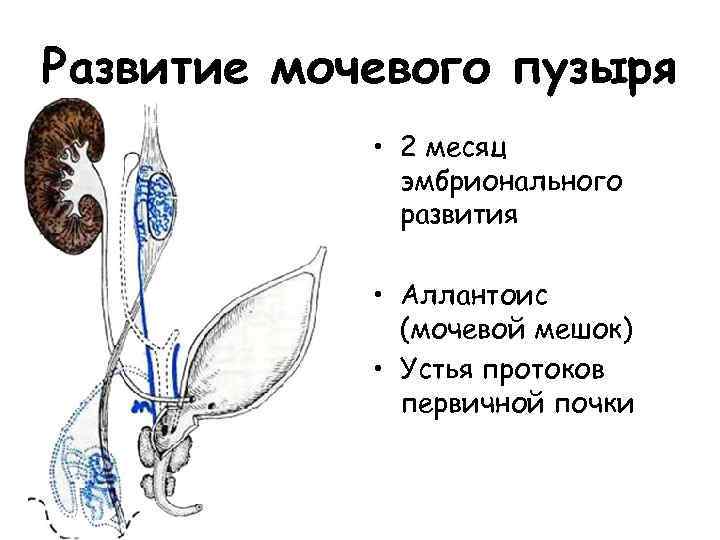 Развитие мочевого пузыря • 2 месяц эмбрионального развития • Аллантоис (мочевой мешок) • Устья