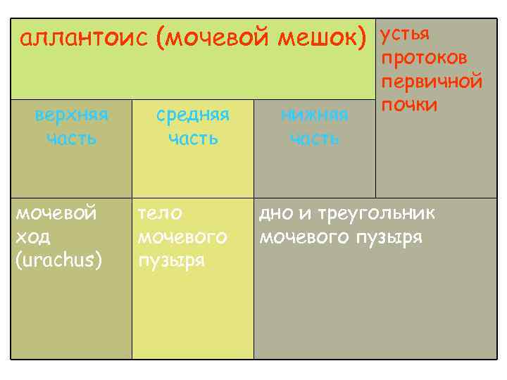 аллантоис (мочевой мешок) верхняя часть мочевой ход (urachus) средняя часть тело мочевого пузыря нижняя