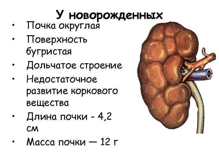 Почки взрослого. Особенности почек у новорожденных. Дольчатое строение почек у детей. Особенности строения почки новорожденного. Дольчатая почка у новорожденного это.