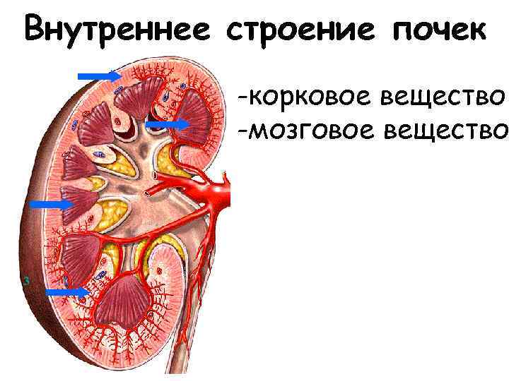 Структуру мозгового вещества почек. Строение коркового и мозгового вещества почки анатомия. Корковое и мозговое вещество почки. Строение коркового вещества почки. Внутреннее строение почки.