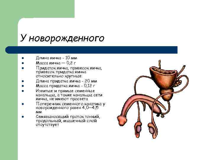 Полововой органы