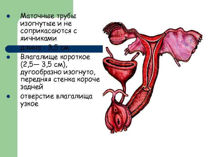 Спайки маточных труб фото