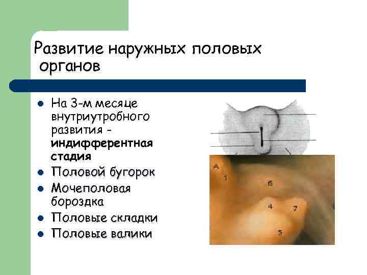 Анатомия пизды крупным планом