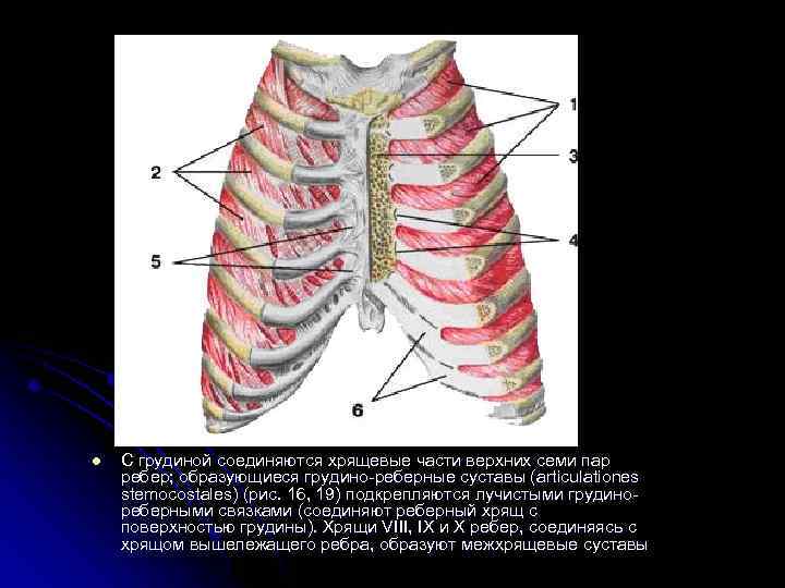 Ребра с грудиной соединены