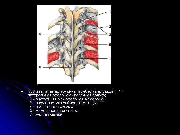 Задние столбы спинного. Связки реберно позвоночных суставов вид сбоку. Соединения позвоночного столба и грудной клетки.