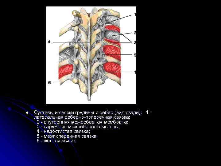 l Суставы и связки грудины и ребер (вид сзади): 1 - латеральная реберно-поперечная связка;