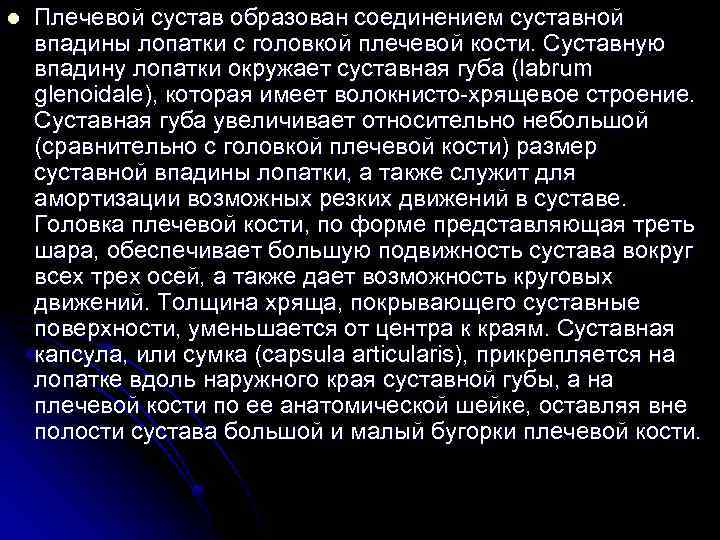 l Плечевой сустав образован соединением суставной впадины лопатки с головкой плечевой кости. Суставную впадину