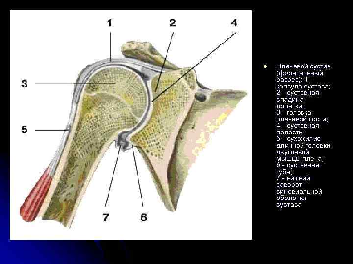 l Плечевой сустав (фронтальный разрез): 1 - капсула сустава; 2 - суставная впадина лопатки;