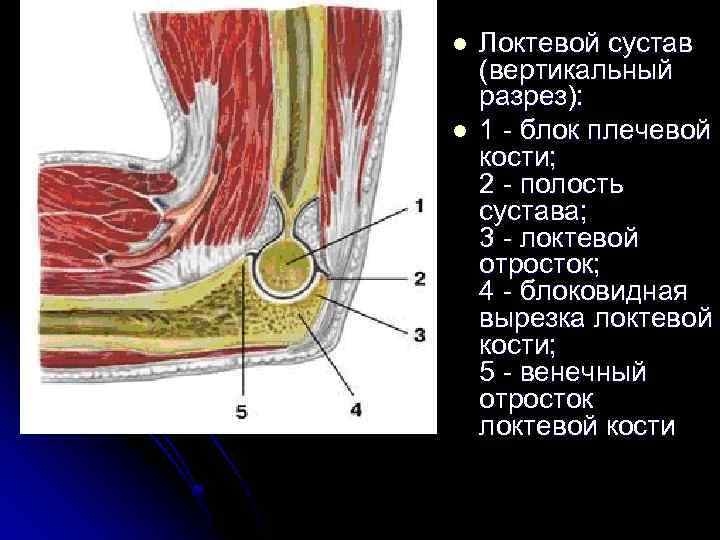 l l Локтевой сустав (вертикальный разрез): 1 - блок плечевой кости; 2 - полость