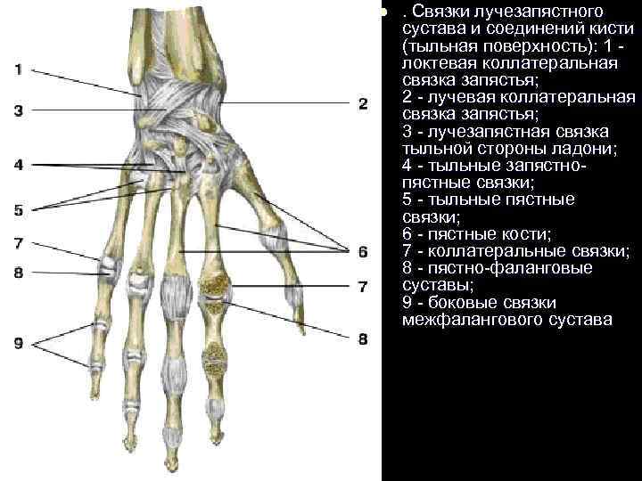 l . Связки лучезапястного сустава и соединений кисти (тыльная поверхность): 1 - локтевая коллатеральная