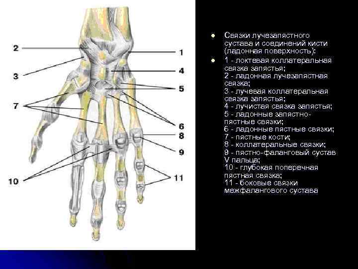 Соединение костей запястья тип соединения. Связки лучезапястного сустава анатомия. Запястно-пястный сустав связки. Связочный аппарат лучезапястного сустава. Суставы кисти ладонная поверхность.