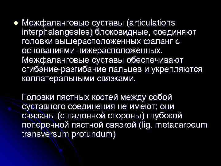 l Межфаланговые суставы (articulations interphalangeales) блоковидные, соединяют головки вышерасположенных фаланг с основаниями нижерасположенных. Межфаланговые