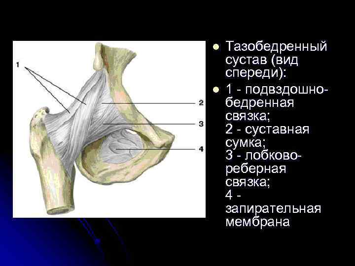 Тазобедренный сустав соединение. Связки тазобедренного сустава анатомия. Запирательная мембрана связки. Связочный аппарат тазобедренного сустава. Тазобедренный сустав правый вид спереди.