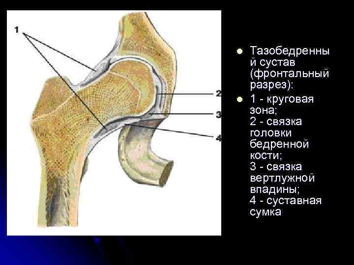 Сустав бедренной кости. Тазобедренный сустав анатомия Синельников. Связки бедренной кости анатомия. Строение головки бедренной кости.