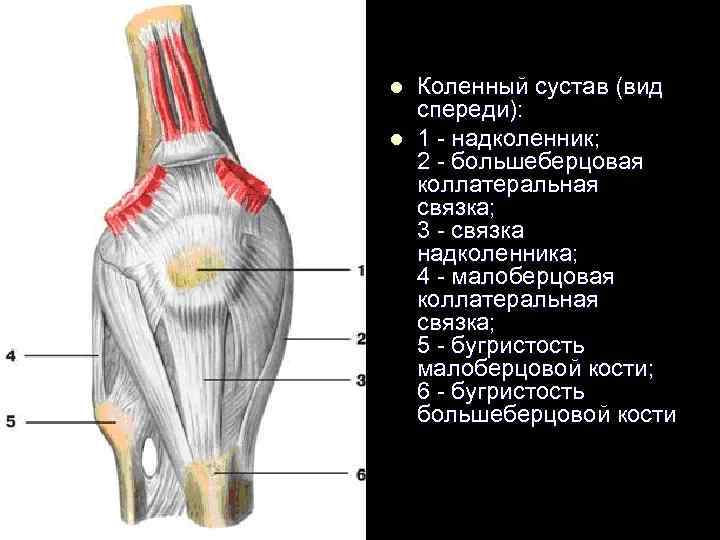 l l Коленный сустав (вид спереди): 1 - надколенник; 2 - большеберцовая коллатеральная связка;