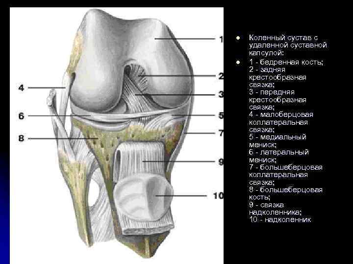 l l Коленный сустав с удаленной суставной капсулой: 1 - бедренная кость; 2 -