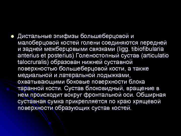 l Дистальные эпифизы большеберцовой и малоберцовой костей голени соединяются передней и задней межберцовыми связками