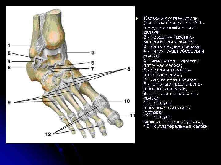 Связки стопы. Раздвоенная связка стопы. Связки межфаланговых суставов стопы. Дельтовидная связка. Дельтовидная связка стопы.