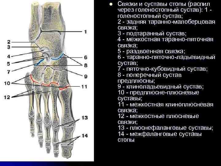 Топографическая анатомия голеностопного сустава презентация