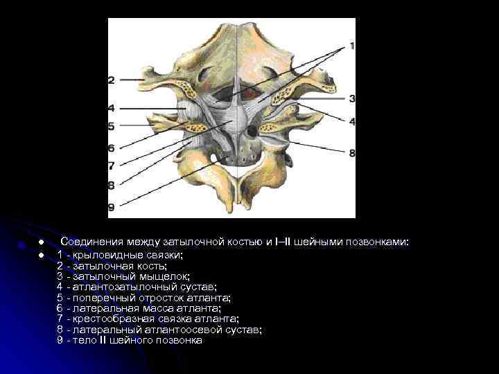 Соединения между затылочной костью. Сустав Атланта и затылочной кости. Атланто затылочный сустав анатомия. Соединение 1 и 2 шейных позвонков затылочной кости. Связки атланто затылочного сустава.