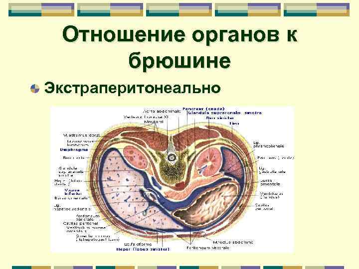 Взаимоотношение органов. Отношение органов брюшной полости к брюшине. Расположение органов по отношению к брюшине. Почка по отношению к брюшине расположена. Отношение органов к Брю.