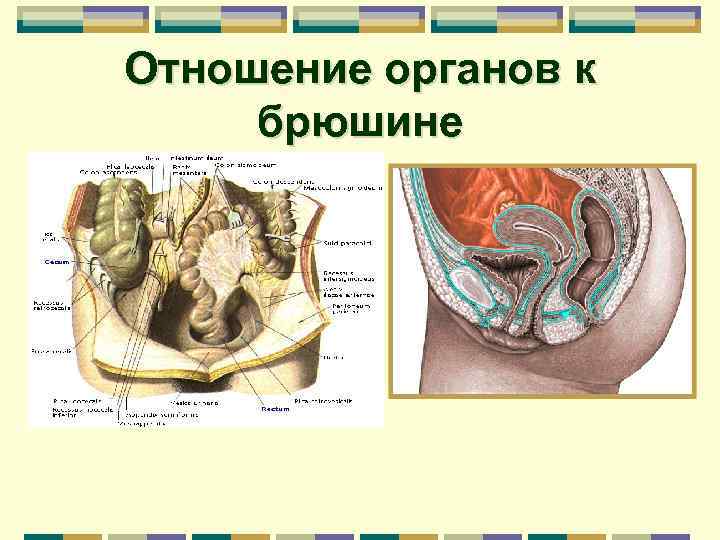 Отношение органов. Отношение органов к брюшине. Брюшина отношение органов к брюшине. Органы по отношению к брюшине. Отношение органов к брюшине анатомия.