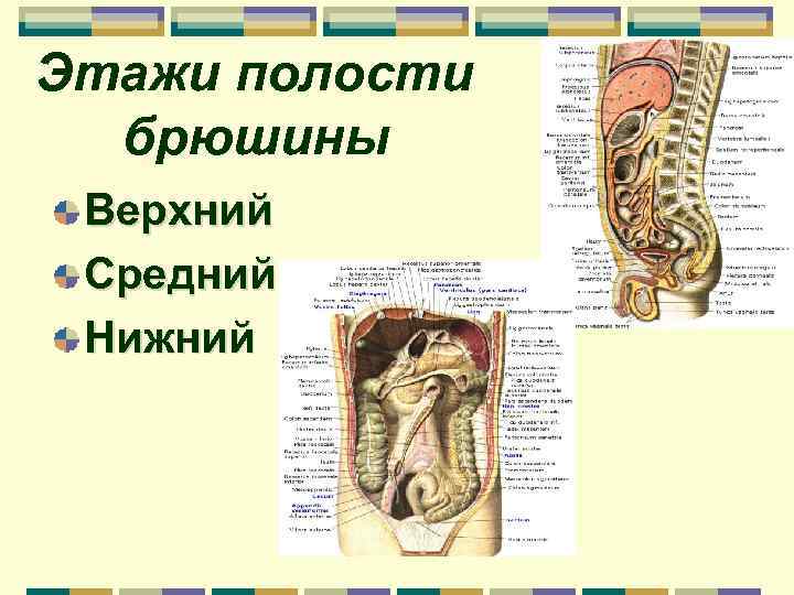 Этажи полости. Границы верхнего этажа полости брюшины. Верхний и средний этажи полости брюшины. Органы среднего этажа полости брюшины. Брюшина верхнего этажа брюшинной полости.