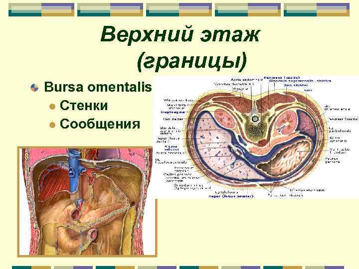 Верхний этаж (границы) Bursa omentalis l Стенки l Сообщения 