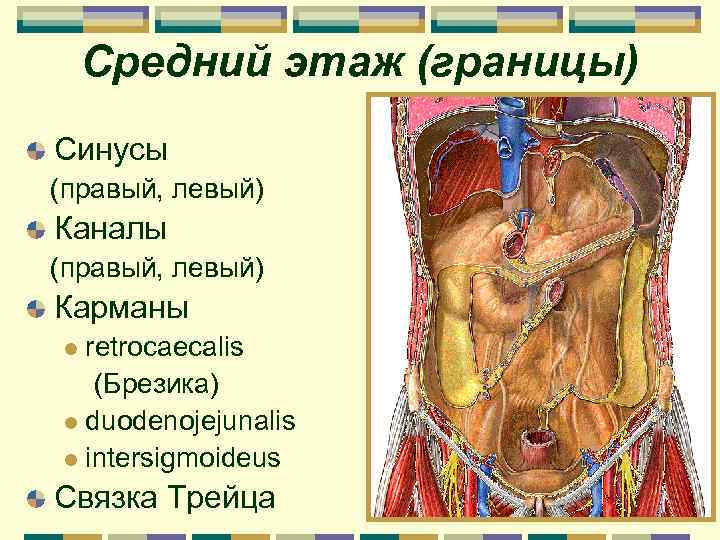 Этажи брюшной полости. Средний этаж брюшной полости. Средний этаж брюшины анатомия. Карманы брюшной полости. Карманы брюшной полости анатомия.