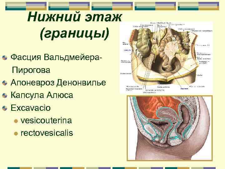 Поперечный распил малого таза на уровне 2 этажа схема