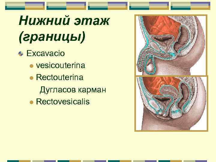 Нижний этаж (границы) Excavacio l vesicouterina l Rectouterina Дугласов карман l Rectovesicalis 