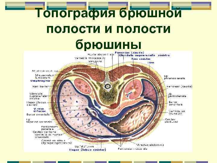 Поперечный разрез через сальниковую сумку схема - 84 фото