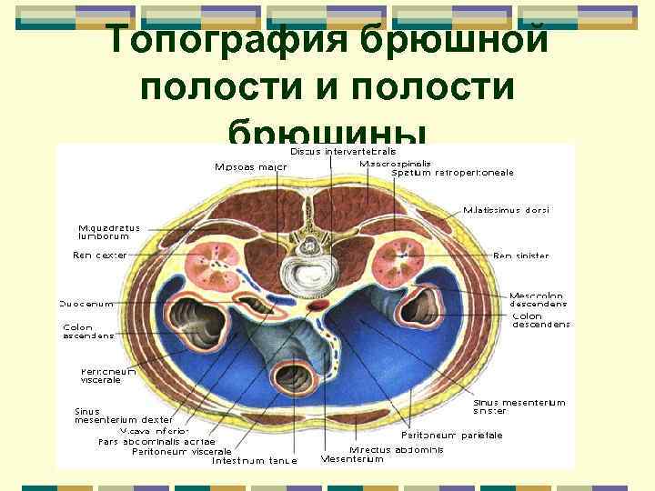 Полости и забрюшинного пространства. Расположение органов по отношению к брюшине схема. Фасции брюшной полости. Печень топография отношение к брюшине. Яичник по отношению к брюшине.