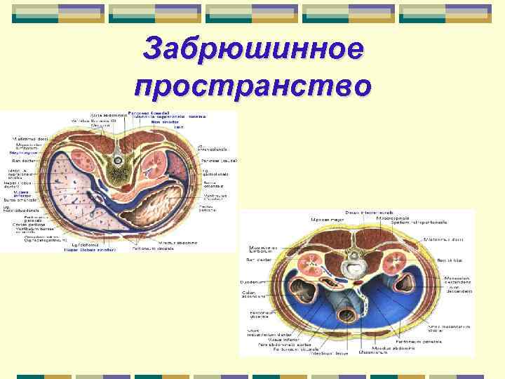 Брюшная полость и забрюшинное пространство. Топография забрюшинного пространства схема. Собственная забрюшинная клетчатка границы. Забрюшинное клетчаточное пространство. Забрюшинное клетчаточное пространство расположено.